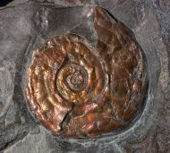 Psiloceras planorbis (J. Sowerby 1824)