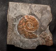 Psiloceras planorbis (J. Sowerby 1824)