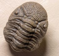 Morocops granulops (CHATTERTON et al., 2006)