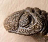 Morocops granulops (CHATTERTON et al., 2006)