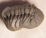 Morocops granulops (CHATTERTON et al., 2006)