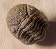 Morocops granulops (CHATTERTON et al., 2006)