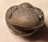 Morocops granulops (CHATTERTON et al., 2006)