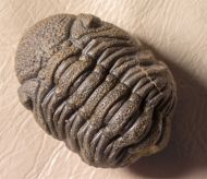 Morocops granulops (CHATTERTON et al., 2006)