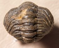 Morocops granulops (CHATTERTON et al., 2006)