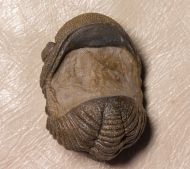 Morocops granulops (CHATTERTON et al., 2006)