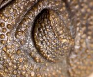 Morocops granulops (CHATTERTON et al., 2006)