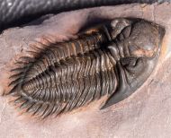 Metacanthina maderensis Morzadec 2001