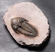 Metacanthina maderensis Morzadec 2001