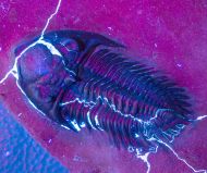 Metacanthina maderensis Morzadec 2001