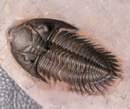 Metacanthina maderensis Morzadec 2001