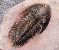 Metacanthina maderensis Morzadec 2001