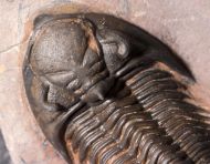 Metacanthina maderensis Morzadec 2001