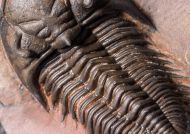 Metacanthina maderensis Morzadec 2001