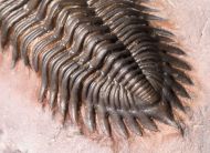 Metacanthina maderensis Morzadec 2001