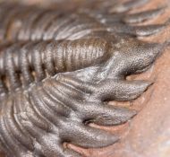Metacanthina maderensis Morzadec 2001