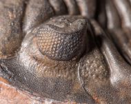 Metacanthina maderensis Morzadec 2001