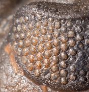 Metacanthina maderensis Morzadec 2001
