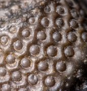 Phacops araw CHATTERTON et al.,  2009
