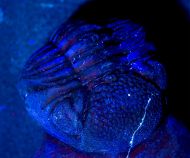 Phacops araw CHATTERTON et al.,  2009