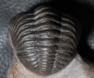 Phacops araw CHATTERTON et al.,  2009