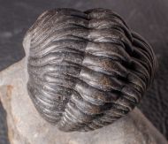 Phacops araw CHATTERTON et al.,  2009