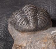 Phacops araw CHATTERTON et al.,  2009