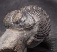 Phacops araw CHATTERTON et al.,  2009