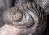 Phacops araw CHATTERTON et al.,  2009