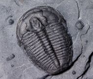 Elrathia kingi (Meek 1870)