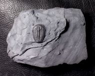 Elrathia kingi (Meek 1870)