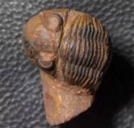 Paralejurus brongniarti  (BARRANDE 1846)