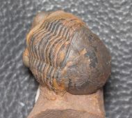 Paralejurus brongniarti  (BARRANDE 1846)