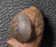 Paralejurus brongniarti  (BARRANDE 1846)