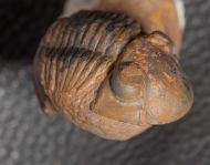Paralejurus brongniarti  (BARRANDE 1846)