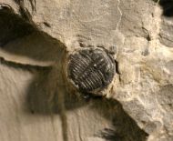 Asaphiscus wheeleri MEEK, 1873