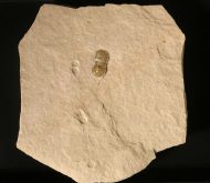 Hypagnostus parvifrons (LINNARSSON,1869)