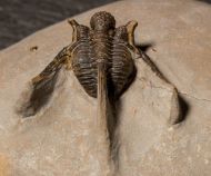 Cyphaspis cf. khraidensis sp. nov. Van Viersen & Holland, 2016