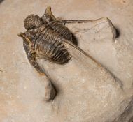 Cyphaspis cf. khraidensis sp. nov. Van Viersen & Holland, 2016