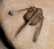 Cyphaspis cf. khraidensis sp. nov. Van Viersen & Holland, 2016