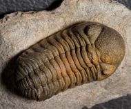 Morocops torkozensis (Schraut, 2000)