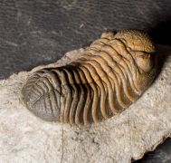 Morocops torkozensis (Schraut, 2000)