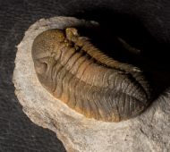 Morocops torkozensis (Schraut, 2000)