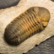 Morocops torkozensis (Schraut, 2000)