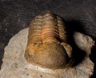 Morocops torkozensis (Schraut, 2000)