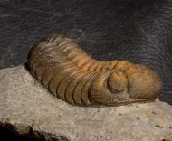 Morocops torkozensis (Schraut, 2000)