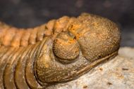 Morocops torkozensis (Schraut, 2000)