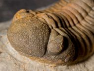 Morocops torkozensis (Schraut, 2000)