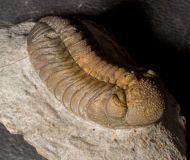 Morocops torkozensis (Schraut, 2000)