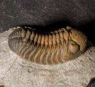 Morocops torkozensis (Schraut, 2000)